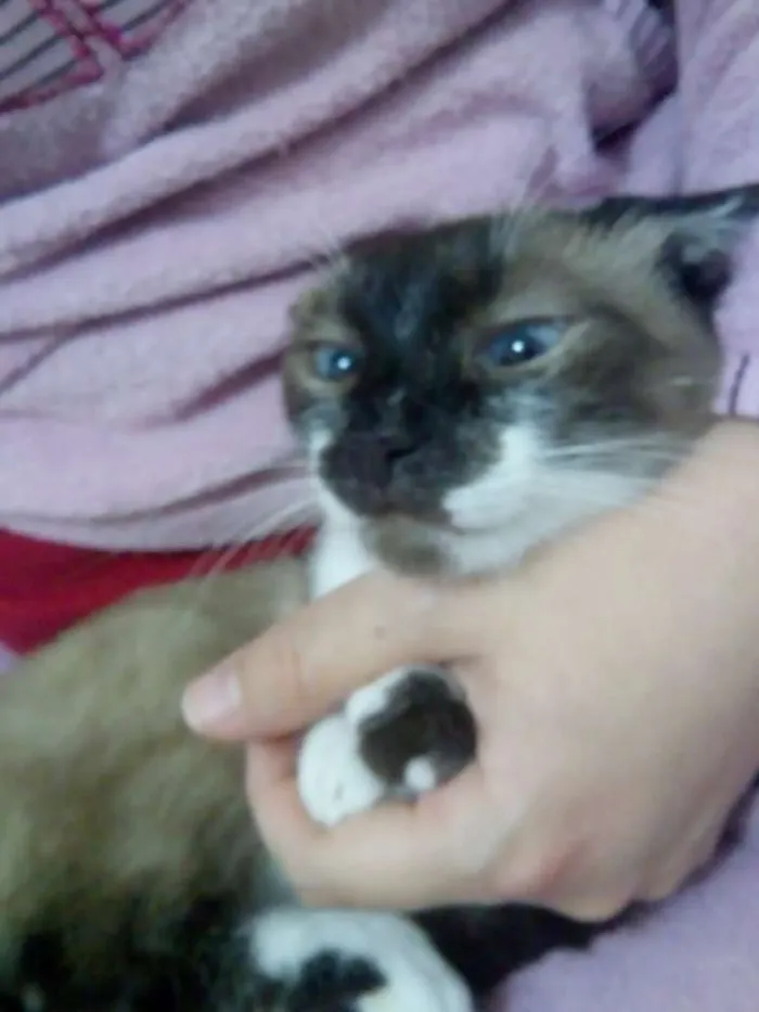Gato raça Siamês  idade 7 a 11 meses nome Bebezinha 