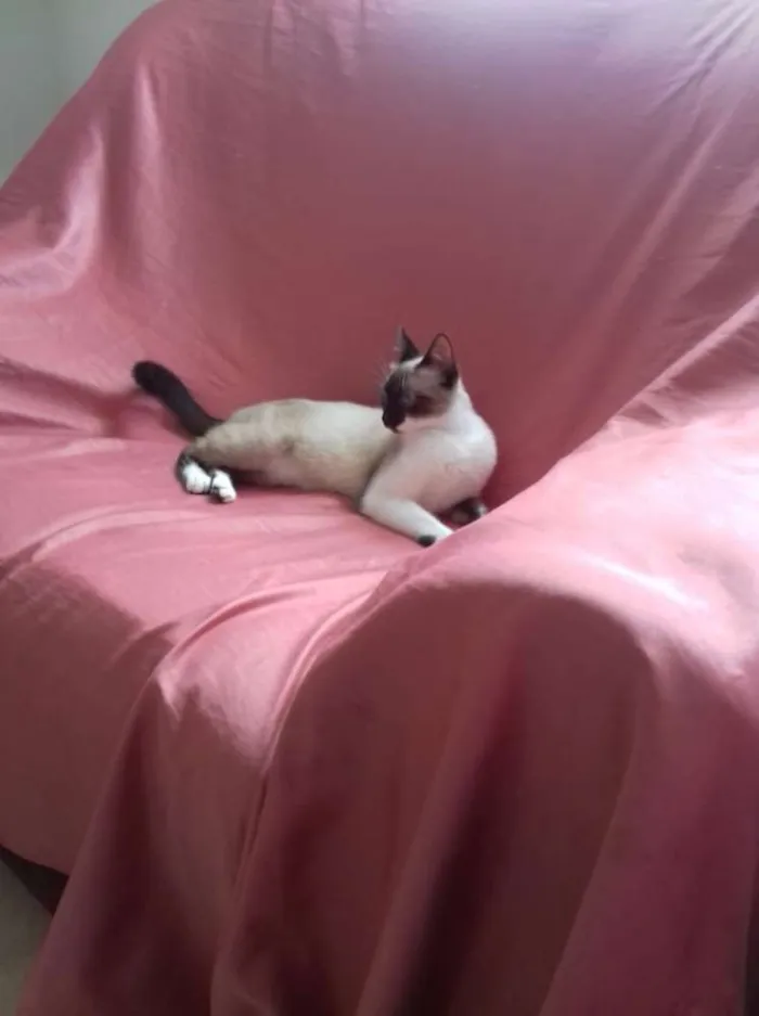 Gato raça Siamês  idade 7 a 11 meses nome Bebezinha 