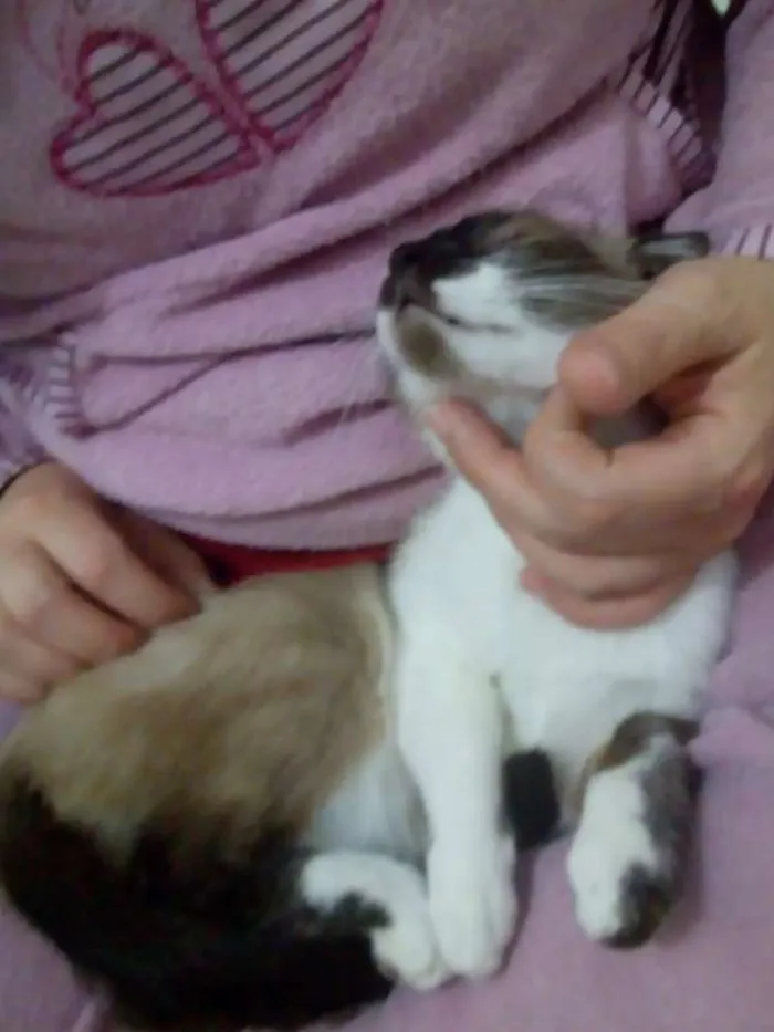 Gato raça Siamês  idade 7 a 11 meses nome Bebezinha 