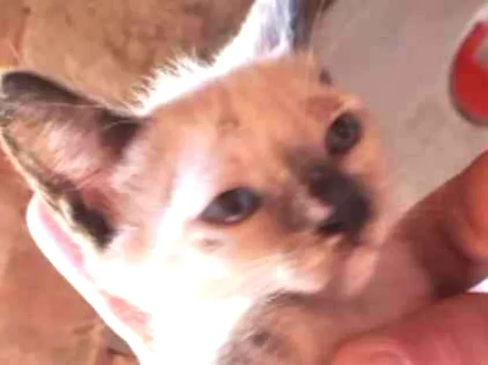 Gato ra a Siamesa  idade 2 a 6 meses nome Meg 