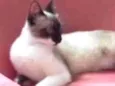 Bebezinha 