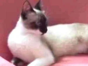 Gato raça Siamês  idade 7 a 11 meses nome Bebezinha 