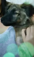 Groot