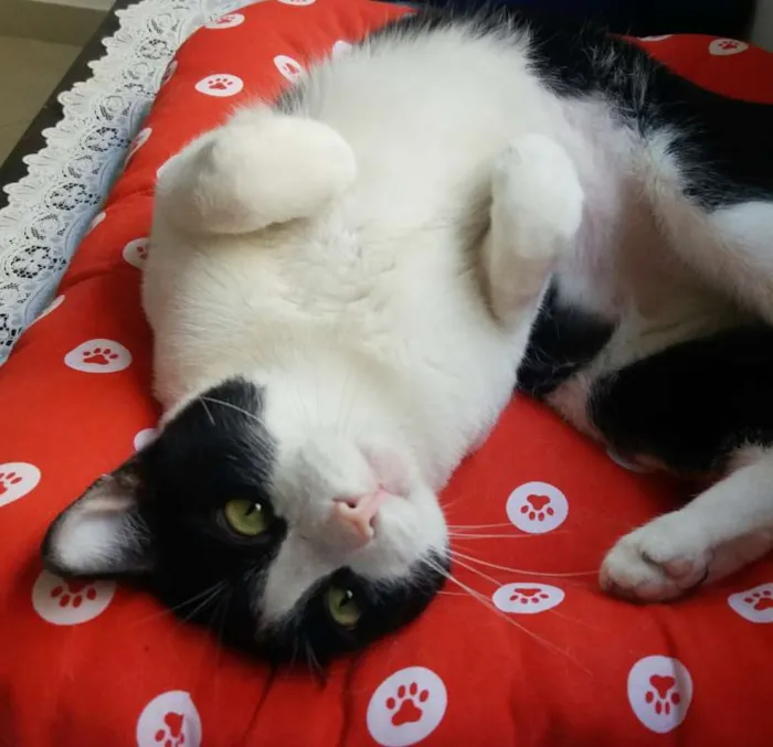 Gato ra a srd idade 2 anos nome Chu