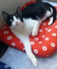 Chu