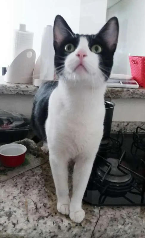 Gato ra a srd idade 2 anos nome Chu