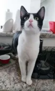 Chu