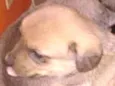 A b c d e f