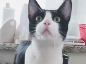 Gato raça srd idade 2 anos nome Chu