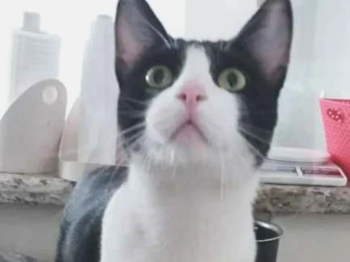 Gato ra a srd idade 2 anos nome Chu