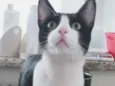 Chu