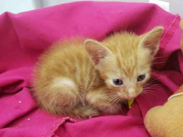 Gato ra a SRD idade Abaixo de 2 meses nome Bento