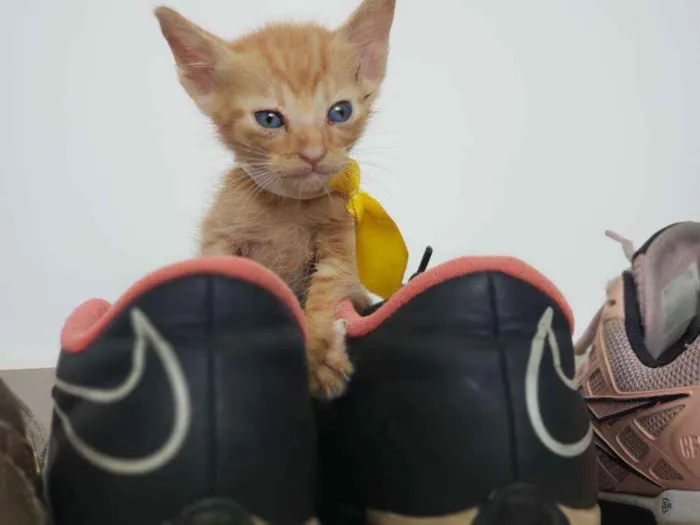 Gato ra a SRD idade Abaixo de 2 meses nome Bento