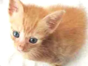 Gato raça SRD idade Abaixo de 2 meses nome Bento