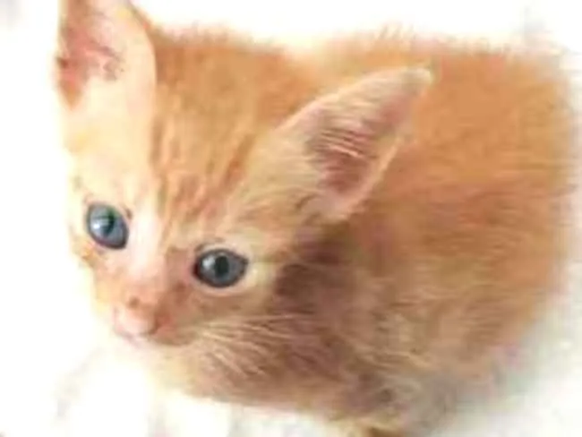 Gato ra a SRD idade Abaixo de 2 meses nome Bento