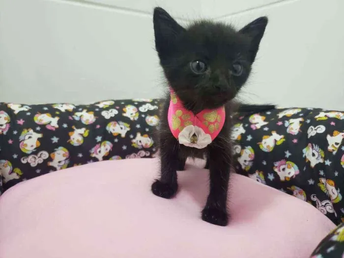 Gato ra a SRD idade Abaixo de 2 meses nome Lilica