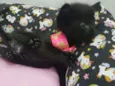 Lilica