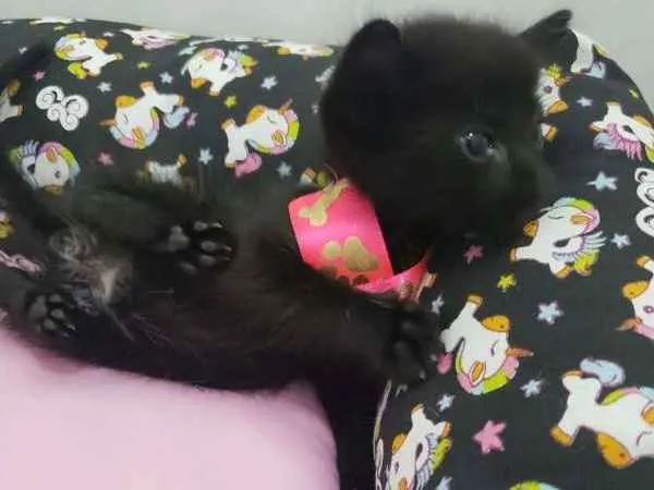 Gato ra a SRD idade Abaixo de 2 meses nome Lilica