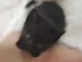 Lilica