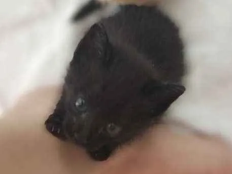 Gato ra a SRD idade Abaixo de 2 meses nome Lilica