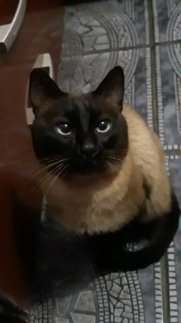 Gato ra a Siamês idade 1 ano nome Tonzinho