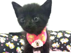 Gato raça SRD idade Abaixo de 2 meses nome Lilica