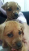 Ogrinho/ Pixuca