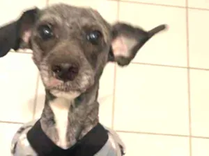 Cachorro raça Poodle idade 3 anos nome Mimo