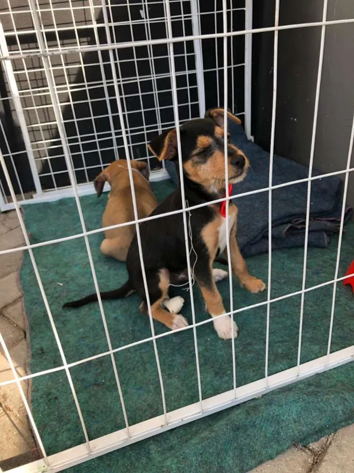 Cachorro ra a Srd idade 2 a 6 meses nome Igor