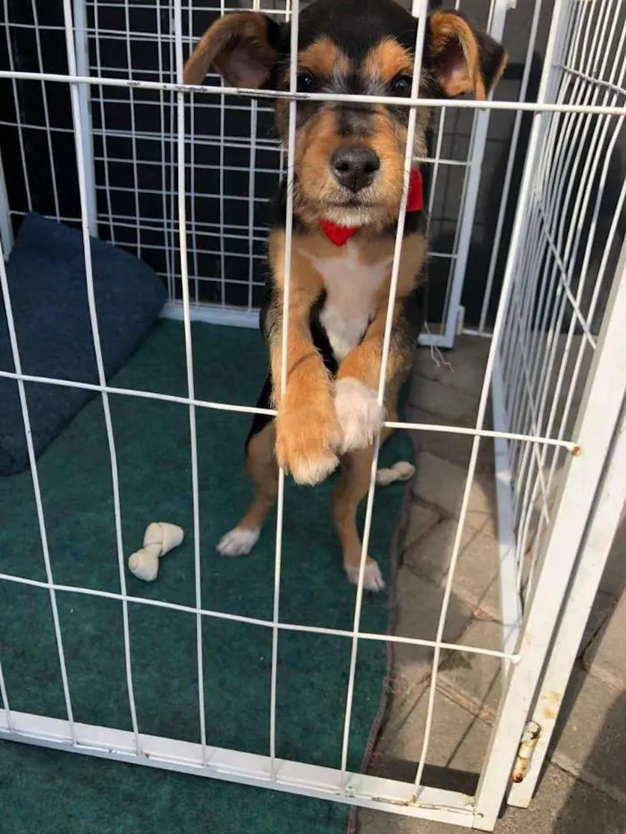 Cachorro ra a Srd idade 2 a 6 meses nome Igor