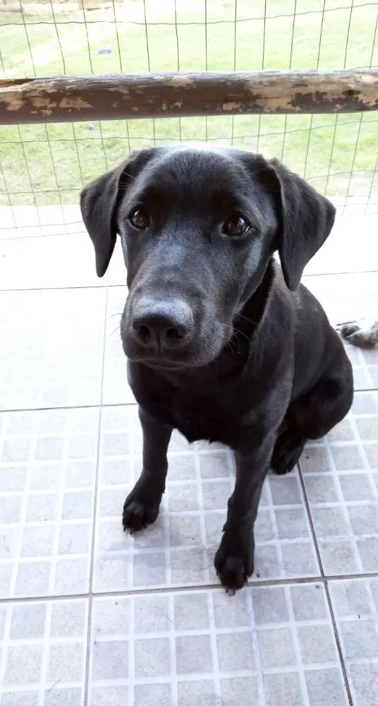 Cachorro ra a Viralata idade 7 a 11 meses nome Logan e Akira