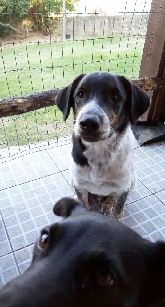 Cachorro ra a Viralata idade 7 a 11 meses nome Logan e Akira