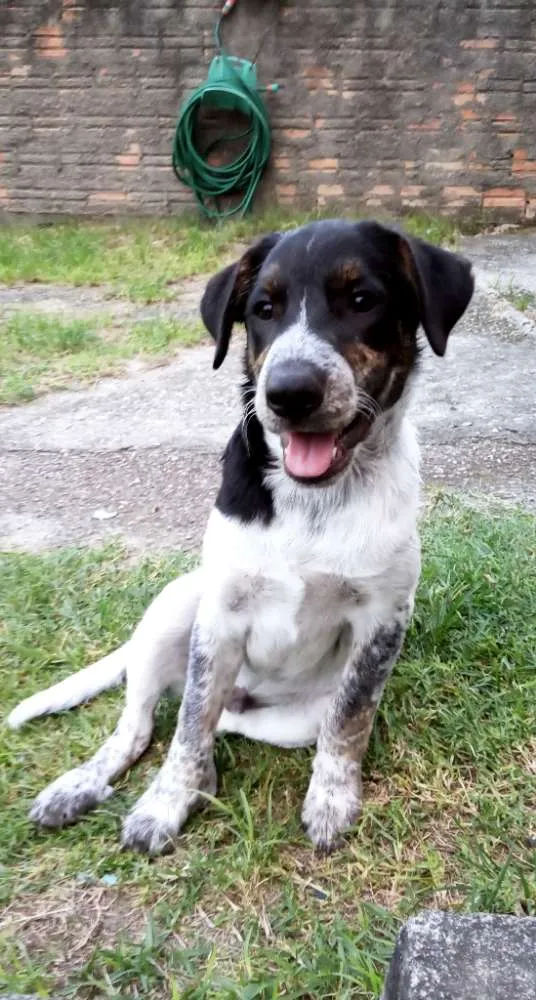 Cachorro ra a Viralata idade 7 a 11 meses nome Logan e Akira