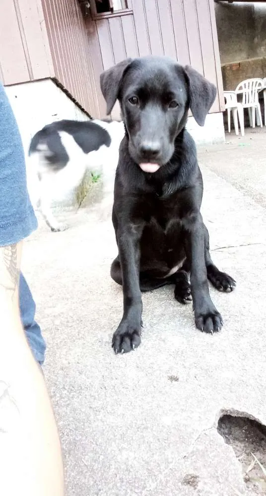 Cachorro ra a Viralata idade 7 a 11 meses nome Logan e Akira
