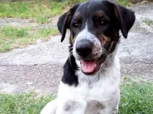 Cachorro ra a Viralata idade 7 a 11 meses nome Logan e Akira