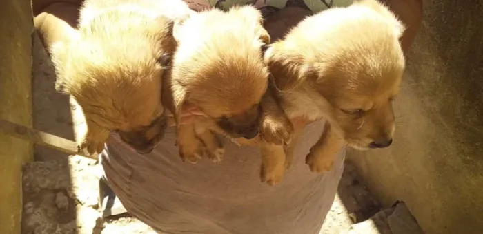 Cachorro ra a Sem raça definida  idade 2 a 6 meses nome Sem nomes ainda