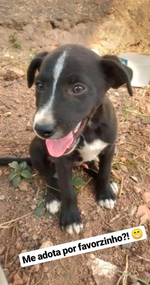 Cachorro raça Não definida idade 2 a 6 meses nome Não escolhido