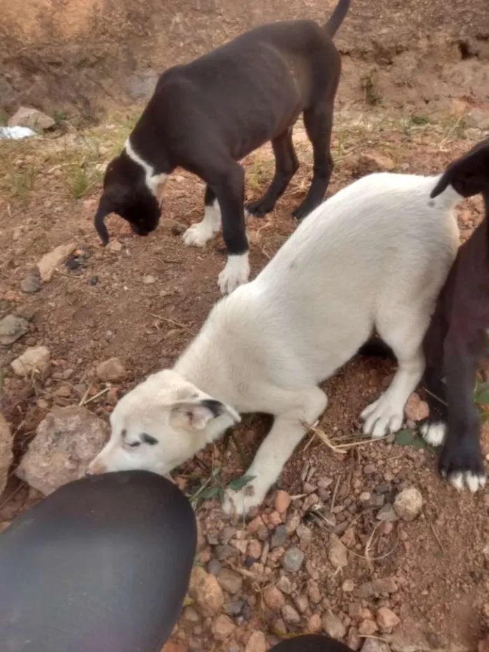 Cachorro raça Não definida idade 2 a 6 meses nome Não escolhido