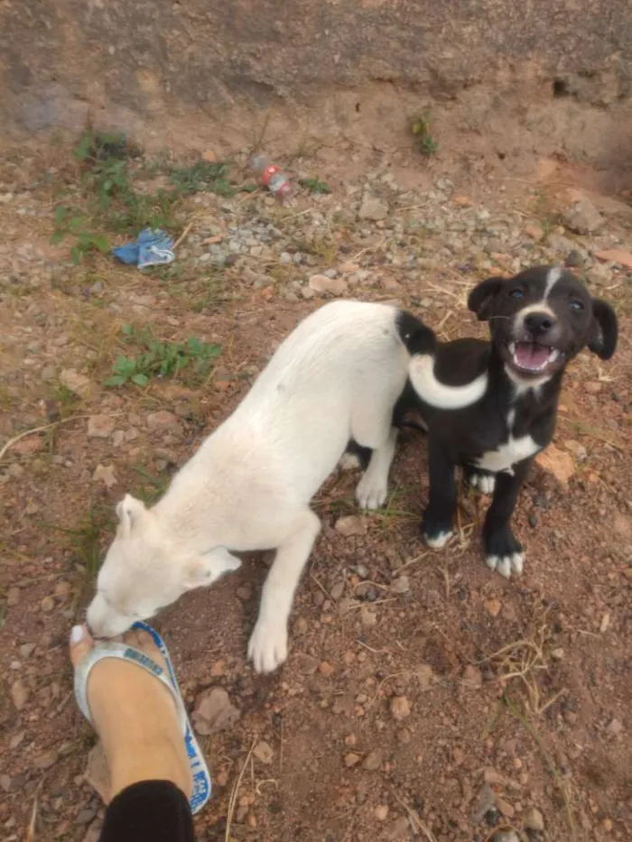 Cachorro raça Não definida idade 2 a 6 meses nome Não escolhido