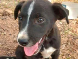 Cachorro raça Não definida idade 2 a 6 meses nome Não escolhido