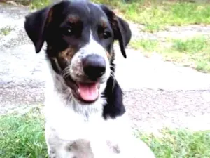 Cachorro raça Viralata idade 7 a 11 meses nome Logan e Akira