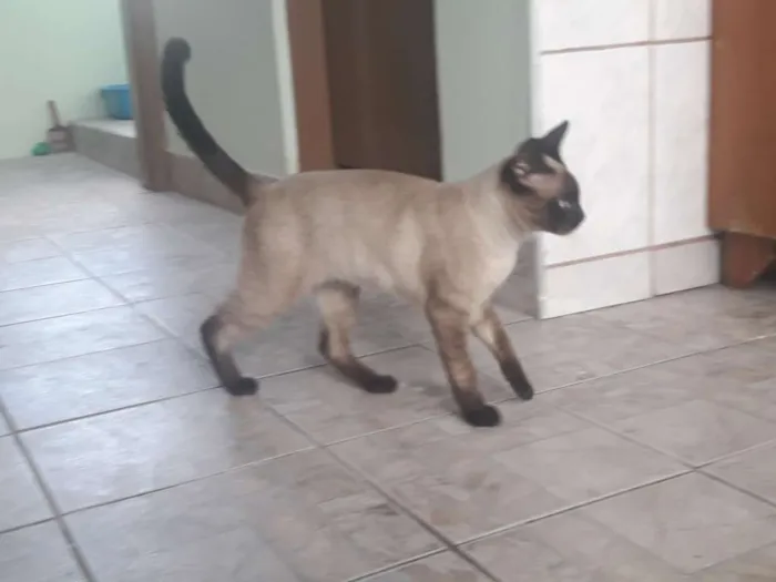 Gato ra a Siames idade 7 a 11 meses nome Não sei