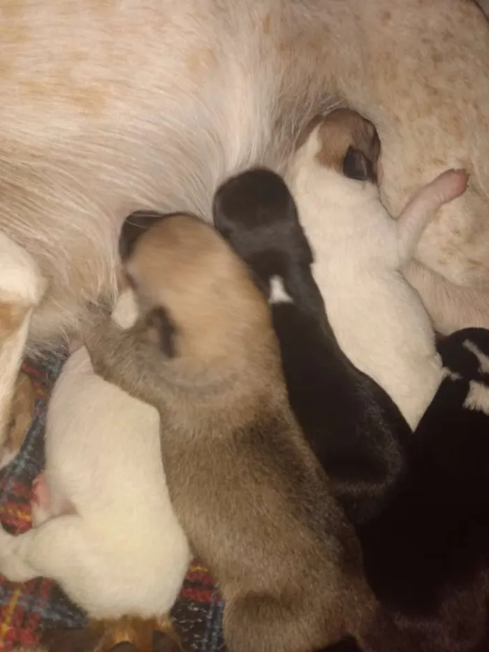 Cachorro ra a Sem raça idade Abaixo de 2 meses nome Ainda não possuem