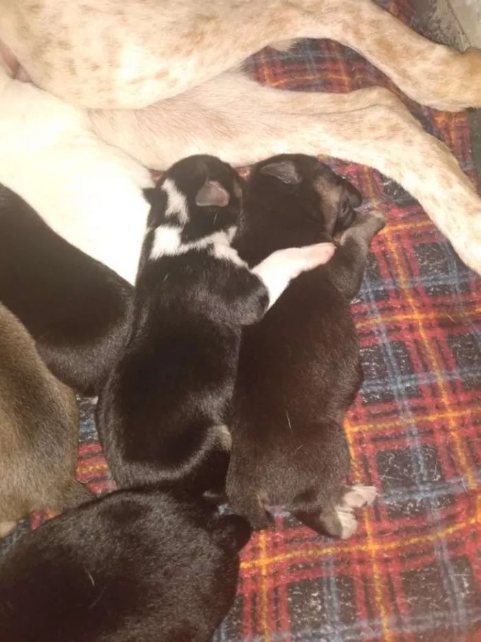 Cachorro ra a Sem raça idade Abaixo de 2 meses nome Ainda não possuem