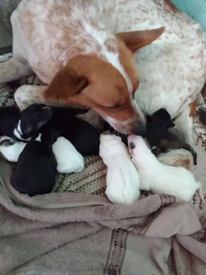 Cachorro ra a Sem raça idade Abaixo de 2 meses nome Ainda não possuem