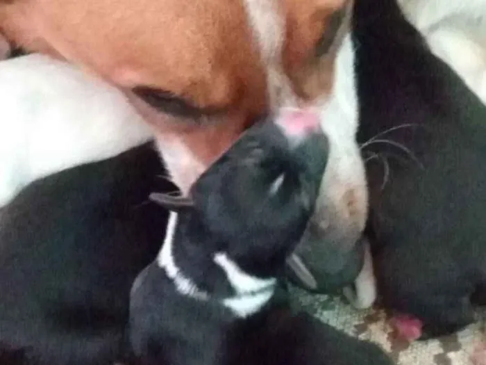 Cachorro ra a Sem raça idade Abaixo de 2 meses nome Ainda não possuem