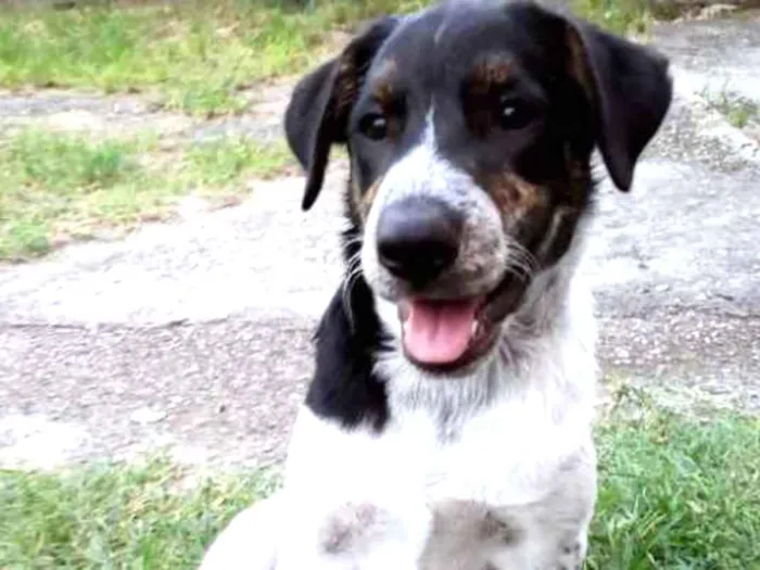 Cachorro ra a Viralata idade 7 a 11 meses nome Logan e Akira