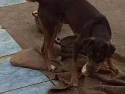 Cachorro ra a Vira  idade 2 anos nome Max