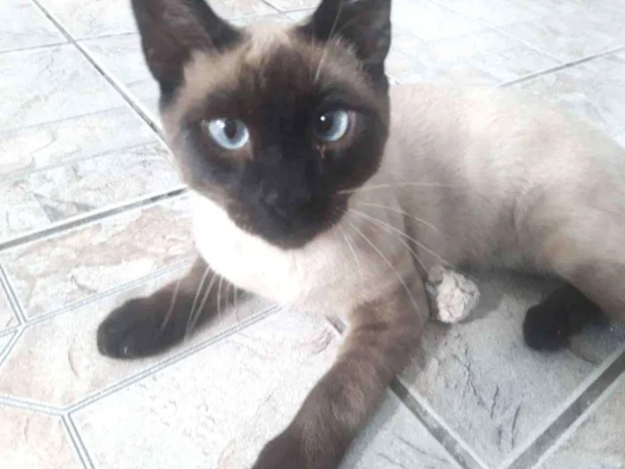 Gato ra a Siames idade 7 a 11 meses nome Não sei