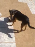 Toninho 